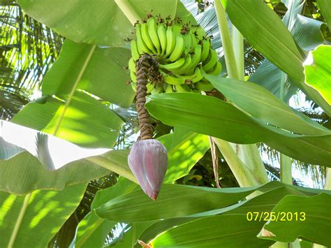 Banana Tree Molokai Hawaii Molokai Hawaii Banana Tree Molokai