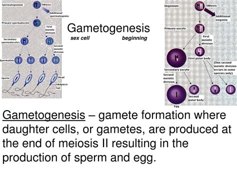 Ppt Gametogenesis Sex Cell Beginning Powerpoint Presentation Id9647726