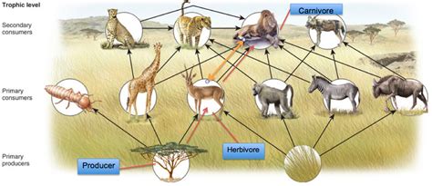 Food Chain And Web The Savanna