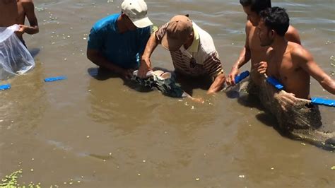 Catching Pangasius Breeding Pangasius Fish Pangasius Fish Farming