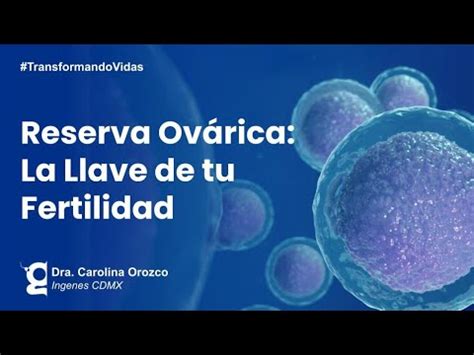 Qu Es La Reserva Ov Rica Y C Mo Influye En La Fertilidad Ingenes