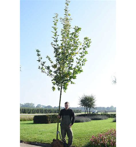 Acer Platanoides Rable Plane Panach Drummondii Chlori