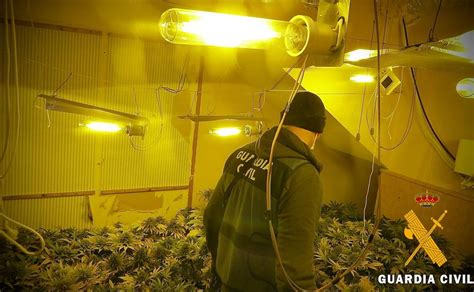 Tres Detenidos En Adra Por Cultivar Marihuana En Su Casa Con Hijos