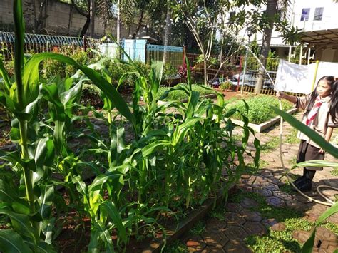 Kegiatan Berkebun Jagung Di Sd Kristen Ketapang Iii Kelas 1 And 2