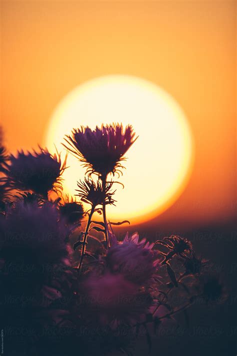 "Silhouette Autumn Nature Chrysanthemum Flowers Sun Sunset" by Stocksy ...