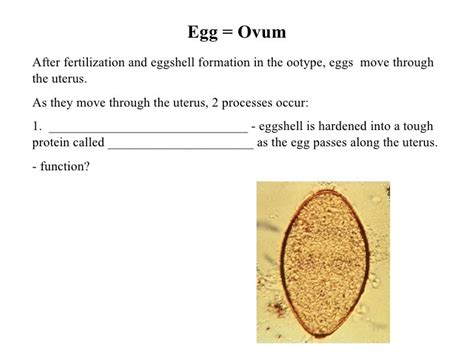 Trematode Life Cycles