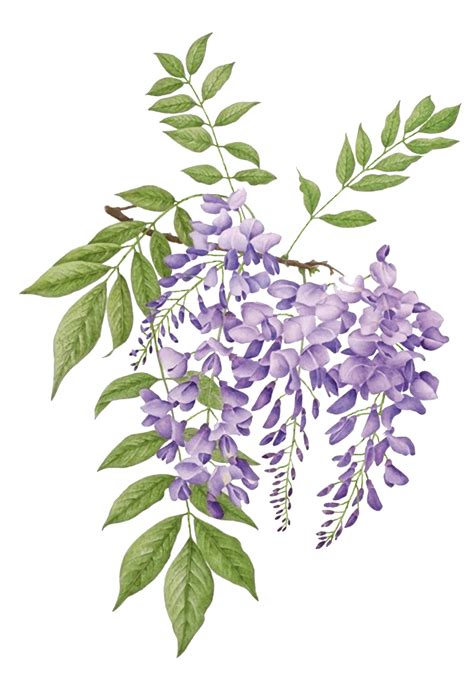 Download High Quality Flower Clipart Wisteria Transparent Png Images