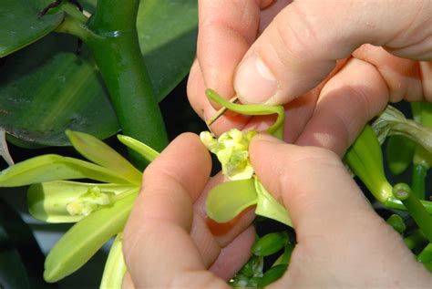 Gardener Blog Pollinating Vanilla