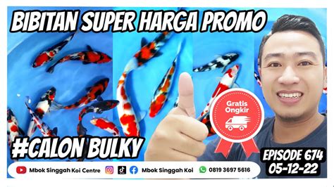 Paket Ikan Koi Grade A Super Paling Murah Ayo Buktikan Mbok Singgah