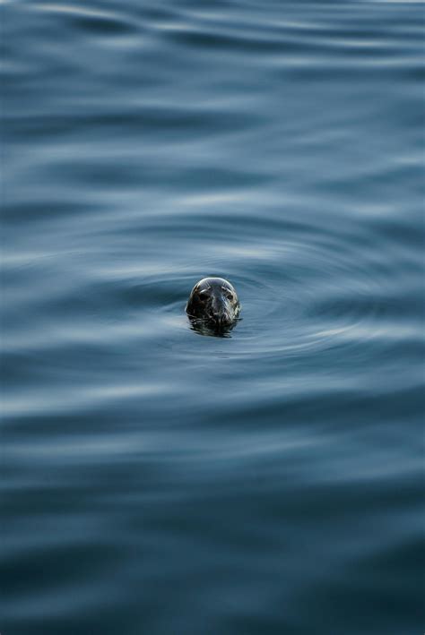 A Sea Lion Swimming · Free Stock Photo