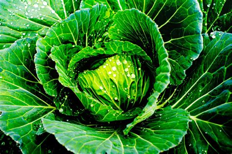 5 Impressive Health Benefits Of Cabbage