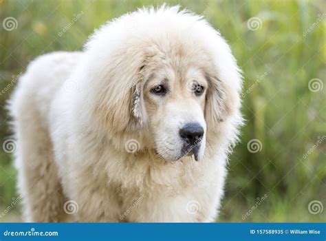 White Fluffy Tibetan Mastiff Mix Breed Dog Adoption Rescue Photo Stock