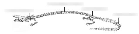 Diagram Of Necturus Sp Skeleton Quizlet