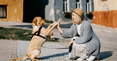 Dove Adottare Un Cane In Lombardia Guida