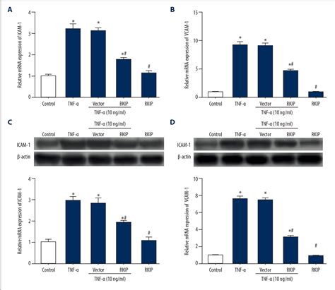 Figure From Raf Kinase Inhibitor Protein Rkip Inhibits Tumor