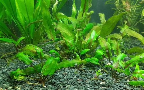 Мексиканский дубок (трихокоронис ривуларис): описание, фото, уход ...