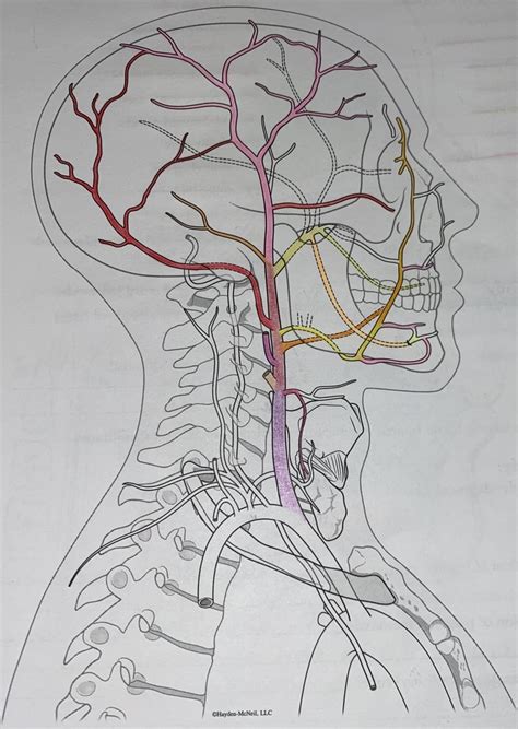 Branches of External Carotid Artery Diagram | Quizlet