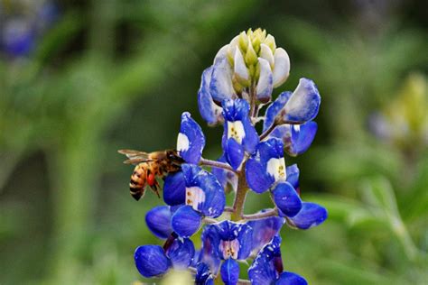 Bees and Pollination - Wilder Good