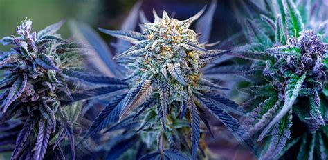 Blue Dream: Why This Classic Strain is Still a Fan Favourite in 2025 | Herb