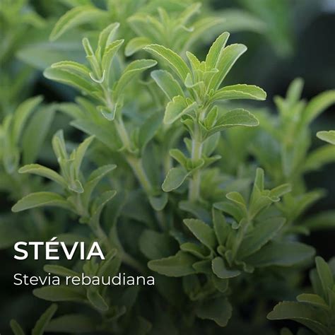 Graines Stévia Stevia Rebaudiana Monde Végétal