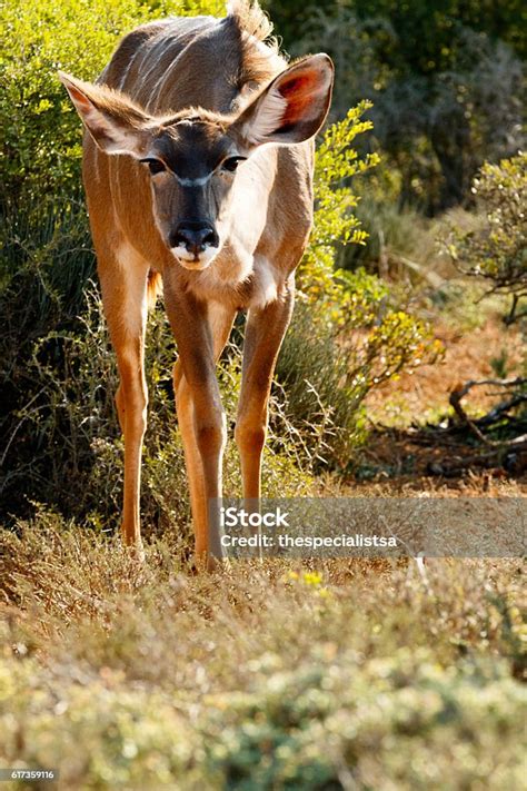 Why Greater Kudu Tragelaphus Strepsiceros Stock Photo Download Image