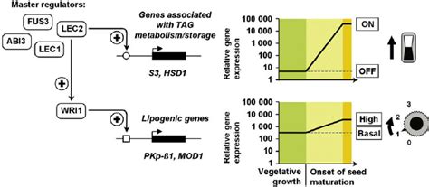 Model For The Transcriptional Regulation Of Genes Involved In