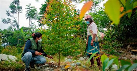 Ayacucho Proyecto Forestal Recuperar Hect Reas De Suelos Degradados