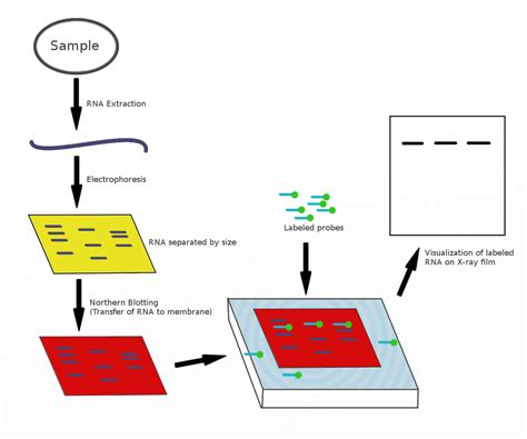 Northern Blot Wikipedia