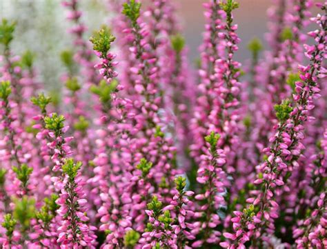 Calluna Vulgaris Guide How To Grow And Care For Scotch Heather