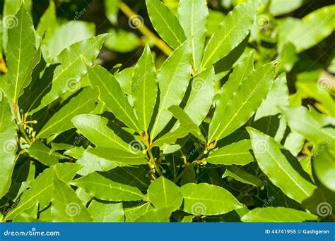 Laurel Tree Leaves Aromatic Spice Stock Photo Image 44741955