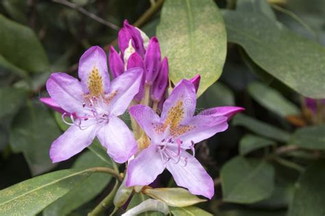 Rhododendron Ponticum, Common Rhododendron, Pontic Rhododendron in ...