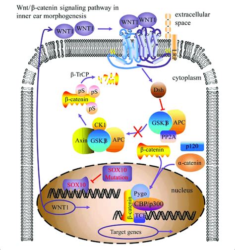 Model for the SOX10 regulated Wnt β catenin pathway in inner ear