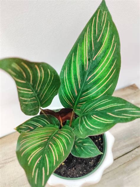 Calathea Ornata Pink Pinstripe Prayer Plant Vibrant Pink Etsy