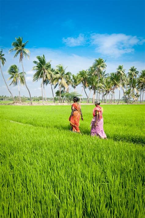 Indian Women Going To Work at Rice Field. India, Tamil Nadu, Near ...