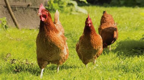 Enclos Poule Les Bienfaits Des Poules Chez Soi