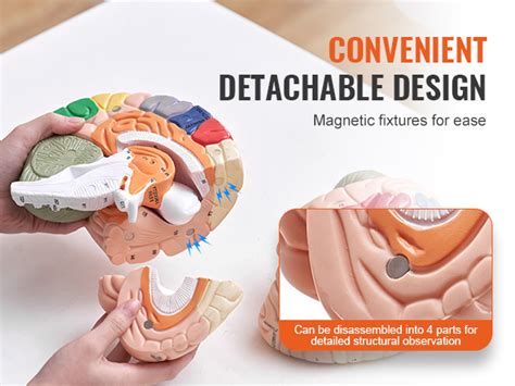 VEVOR Anatomía del modelo de cerebro humano modelo anatómico de