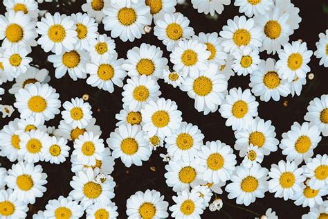 Flowers Camomile Buds Glade Polyana HD Wallpaper Pxfuel