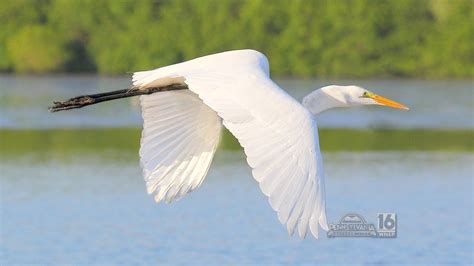 Great Egret Migration | wnep.com