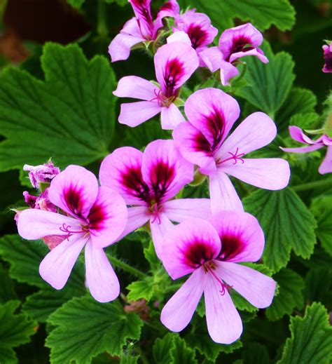 Lemon Scented Geranium Pelargonium Bitter Lemon Edible Leaves For