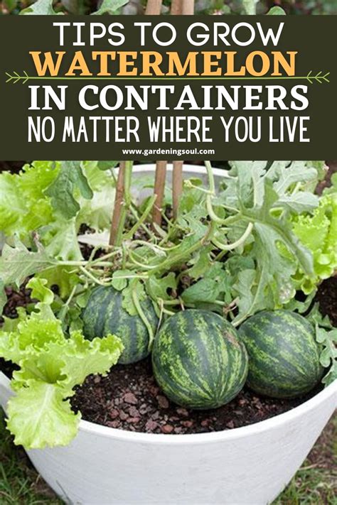 Tips To Grow Watermelon In Containers No Matter Where You Live