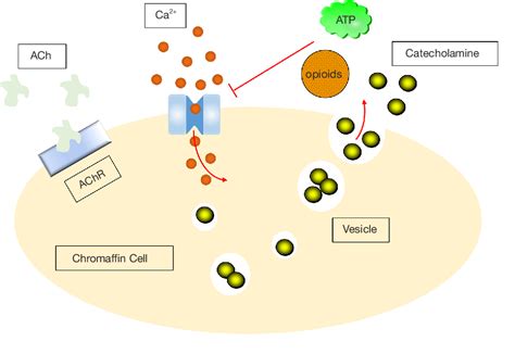 Figure From Metabolism And Secretion Mechanism Of Catecholamine