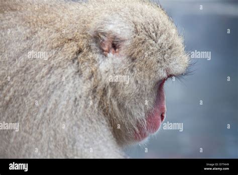 Snow Monkeys Bathing In Hot Springs Jigokudani Yaenkoen Park Yamanouchi Machi Shimotakai Gun