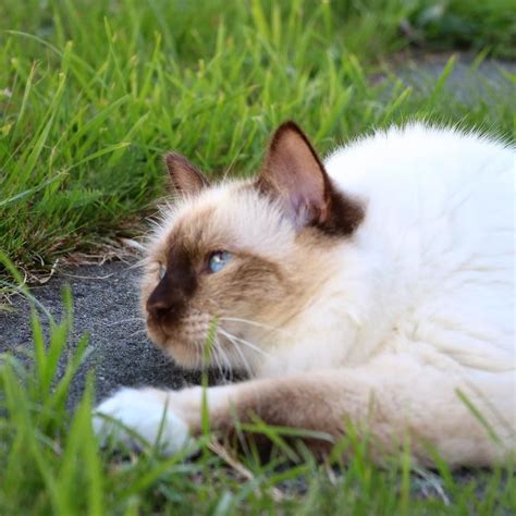 Birman Birman Kittens Burmese Cat Cat Personalities