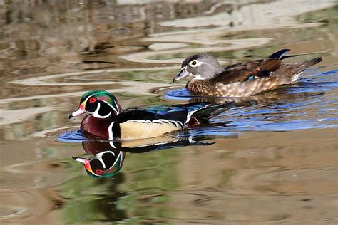 Wood Duck Birdforum