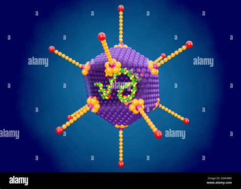 Estructura De Adenovirus Ilustraci N Fotograf A De Stock Alamy