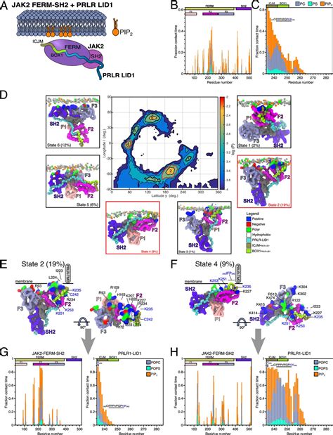 The Prolactin Receptor Scaffolds Janus Kinase 2 Via Co Structure