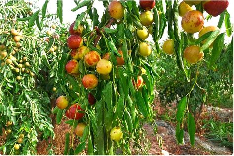 High Quality Fresh Dates Round Sweet Fresh Winter Jujube Fruits From