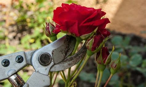 Étapes pour apprendre à cultiver des roses à la maison Les méthode