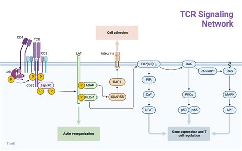 Tcr Signaling Network Biorender Science Templates