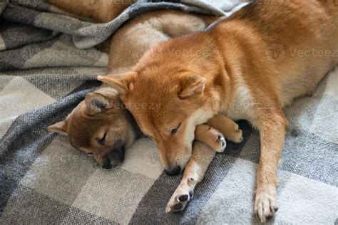 Japanese Shiba Inu dog sleeps with his son. Shiba Inu puppy sleeping ...